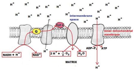 IB Diploma Biology Syllabus